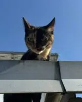 NOTFALL: Katze in La Chapelle-sur-Erdre verloren