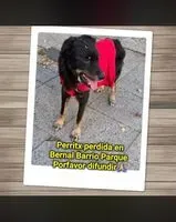 Dog found in Quilmes