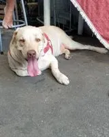Dog lost in Rio de Janeiro