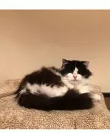 Chat perdu(e) à La Haie-Fouassière