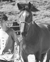 Horse lost in Licciana Nardi