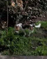 URGENCIA: Perro visto(a) en Bordeaux