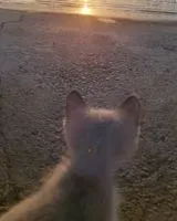 Gato perdido(a) em Alghero