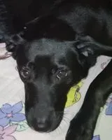 Perro perdido(a) en Ponce