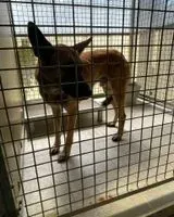 URGENCIA: Perro encontrado(a) en Coutras