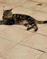 Cat found in Arles