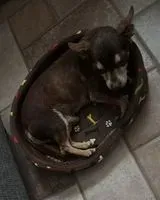 Dog lost in Anzio