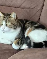 EMERGENCY: Cat lost in Oudon