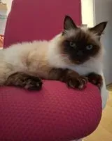 Katze in Spillern verloren
