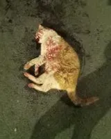 EMERGENCY: Cat found in Doué-en-Anjou
