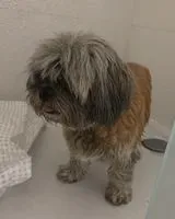Dog found in Les Sorinières
