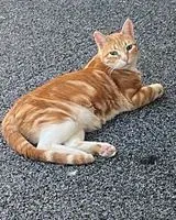 EMERGENCY: Cat lost in Vernaison