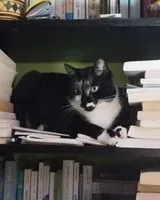 Cat lost in Saint-Julien-de-Concelles