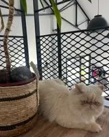 Cat lost in Monnières