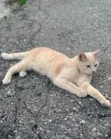 Katze in Vielha E Mijaran verloren