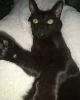 Katze in Gétigné verloren