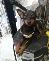 Cão perdido(a) em Rome