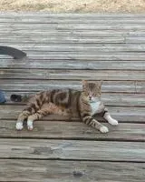 Cat seen in Montaigu-Vendée