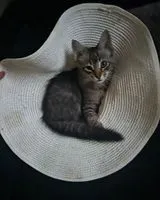 NOTFALL: Katze in Boudouaou verloren