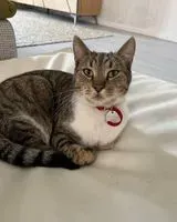Gatto smarrito(a) a Biot