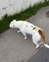 URGÊNCIA: Cão visto(a) em La Fare-les-Oliviers