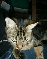 EMERGENCY: Cat lost in Saint-Eutrope-de-Born
