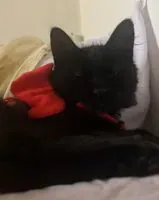 URGENCE : Chat perdu(e) à Cutral Có