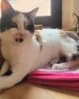 Gato perdido(a) en Fidenza