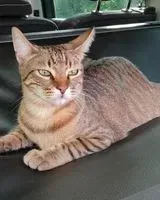 URGENCE : Chat perdu(e) à La Frette-sur-Seine