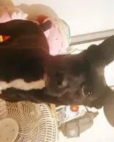 Perro perdido(a) en Ponce
