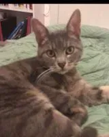 URGENCE : Chat perdu(e) à Cholet