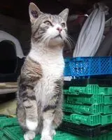URGÊNCIA: Gato encontrado(a) em Vernet-les-Bains