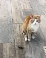 EMERGENCY: Cat lost in Saint-Denis-de-Pile