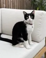 URGENCIA: Gato perdido(a) en Agen