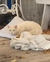 NOTFALL: Katze in Bagnacavallo gesehen