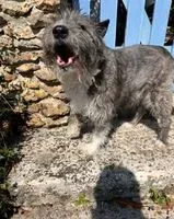 NOTFALL: Hund in Boissy-sans-Avoir gefunden