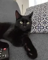 URGENCIA: Gato perdido(a) en Thémines