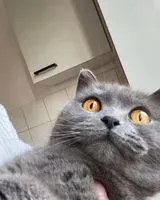 Cat lost in Schifferstadt