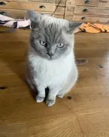 NOTFALL: Katze in Ingolstadt verloren