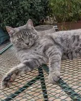 Chat perdu(e) à Milano