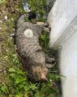 URGÊNCIA: Gato encontrado(a) em Loire-Authion
