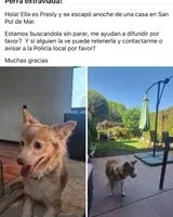 Hund in Sant Pol De Mar verloren