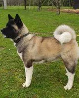 EMERGENCY: Dog lost in Abzac