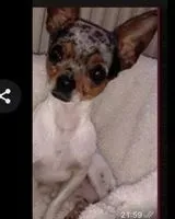 URGENCE : Chien perdu(e) à Genhout