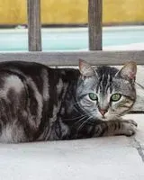 NOTFALL: Katze in La Ciotat verloren