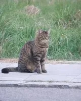 Gato perdido(a) em Planegg