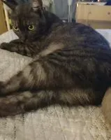 Chat perdu(e) à Jesi