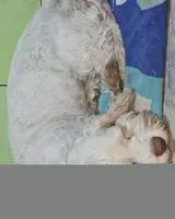 Dog lost in Chimbote