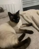 Cat lost in Nantes