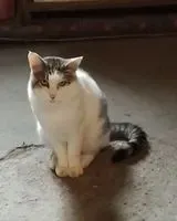 URGENCE : Chat perdu(e) à Cambes